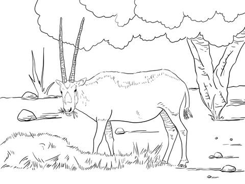 Realistic Arabian Oryx  Coloring Page